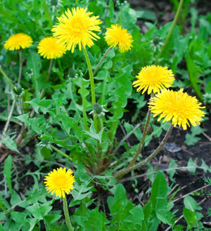 How about a bunch of DANDELIONS?