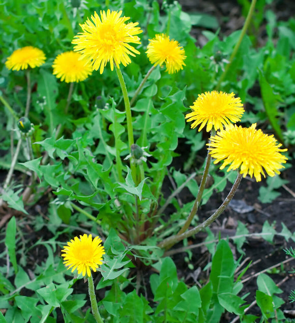 How about a bunch of DANDELIONS?