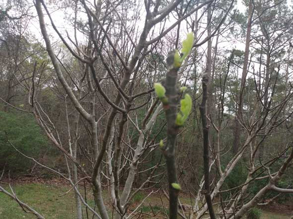 Hadn’t noticed ‘til TODAY! But, Nature never loses any points…