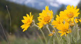 Arnica Montana - our powerful botanical for sprains, bruising, swelling and so much more