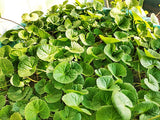 MSM + GOTU KOLA CREME - Anti-Aging + Regenerating