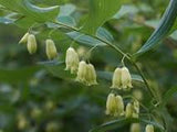 HEALING BALM -  CONNECTIVE TISSUE & JOINT