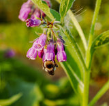 Comfrey -"knit bone" is how it is known!  Also works wonder for skin cell regeneration.