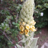 Mullein plant
